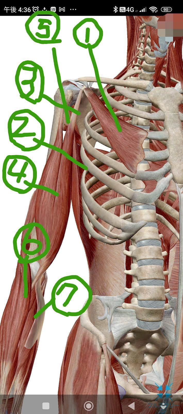 肩まわりの筋肉の解剖図
