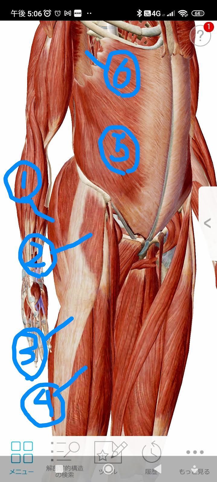 股関節まわりの筋肉の解剖図