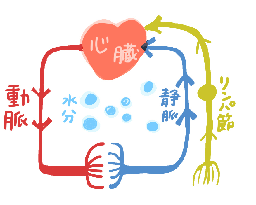 リンパの流れを示したイラスト