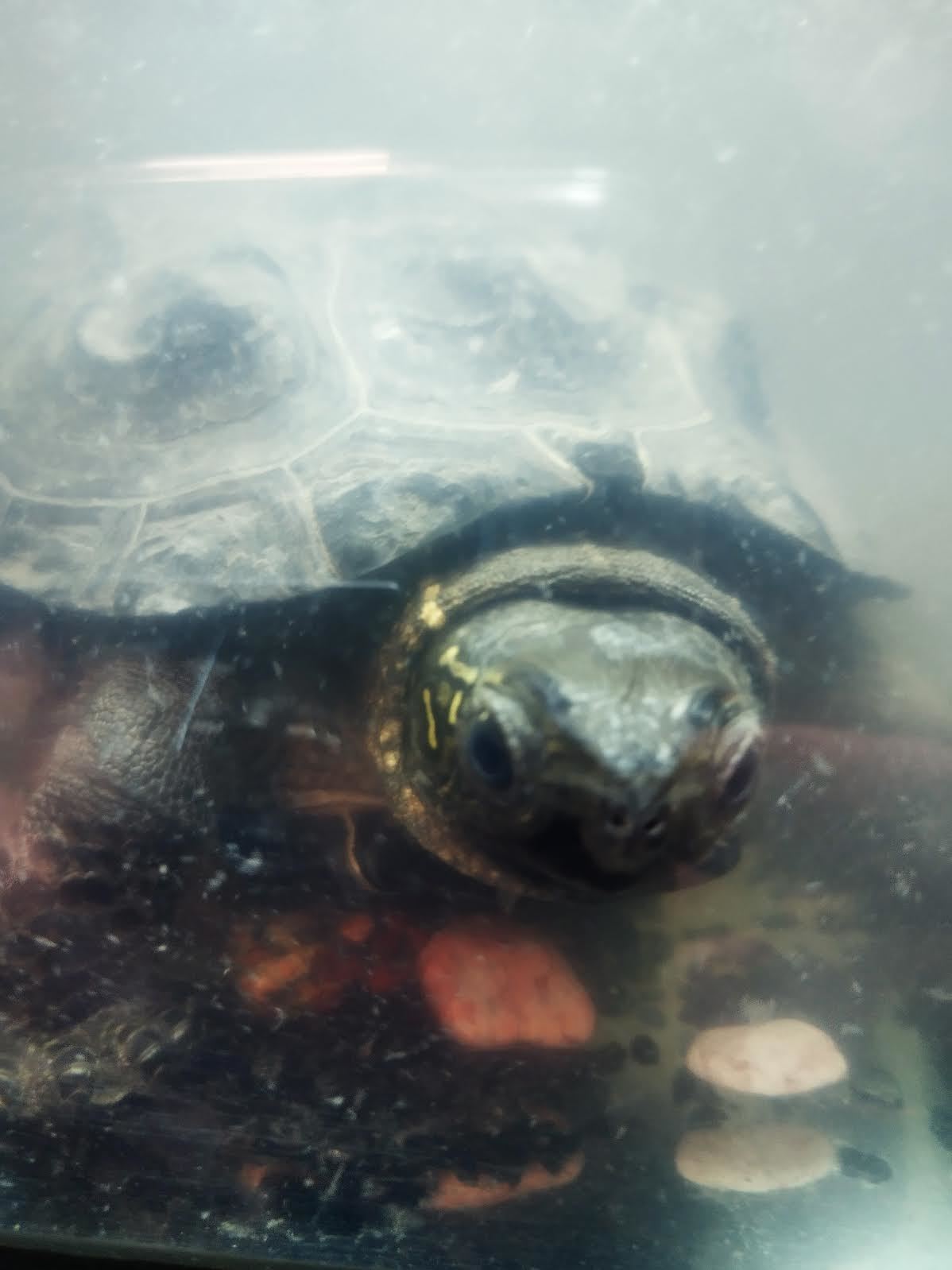水槽にいるペットの亀